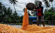 Impor Jagung Disetop, Ini 3 Alasan Utamanya