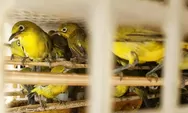 Cara Menjodohkan Burung Pleci agar Cepat Kawin dan Hasilkan Anakan Gacor Sejak Dini