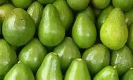 Harga Alpukat Mentega 1kg di Jawa Timur dan Cara Budidayanya Agar Cepat Berbuah