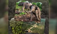 Ketika Sawit Masuk, Gajah Terdesak: Tesso Nilo dan Simpul Kusut Konflik Agraria