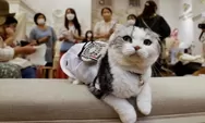 Viral Konten Kucing: Kritikan Warganet Terhadap Briella dan Niken Havana