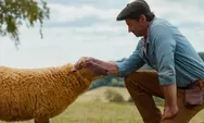 Hugh Jackman Comeback Lewat Film Komedi Misteri The Sheep Detectives 