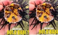CEK Fakta! Bulu Babi Halal atau Haram? dan Bagaimana dengan Root Beer?