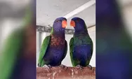 100 Tahun Menghilang, Burung Misterius Ini Tiba-Tiba Muncul Lagi di Indonesia dan Mengejutkan Para Peneliti