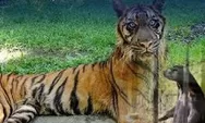Korupsi Kebun Binatang Surabaya Tembus Rp10,2 Miliar, Satwa Ikut Jadi Korban?