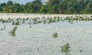 Petani Terdampak Banjir di Jateng Dapat Angin Segar, Asuransi Segera Dibayarkan