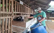 Ketika Kambing Jawa Randu Menjadi Tulang Punggung Ekonomi Desa di Jepara