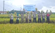 Bulog Siap Tampung Gabah Panen Padi Inpari 32 Desa Truko, Mendukung Ketahanan Pangan Nasional 