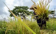 Jateng Tancap Gas Swasembada Pangan 2026, Strategi Terintegrasi Disiapkan 