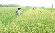 Air Mengalir, Biaya Menyusut: Kisah Petani Pekalongan Manfaatkan Energi Surya