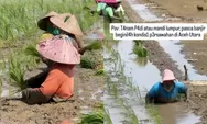 Viral Petani di Aceh Utara Lanjut Tanam Padi Meski Lumpur Sawah Setinggi Pinggang Orang Dewasa