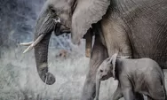 5 Alasan Mengapa Gajah Termasuk Hewan Pintar dan Cerdas