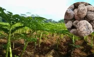 Porang! Si Umbi Bernilai Tinggi yang Menjadi Harapan Baru Peningkatan Ekonomi Desa