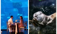 Menjelajahi keajaiban laut di Jakarta Aquarium & Safari, pengalaman tak terlupakan bersama pasangan