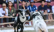 Adu Domba Wali Kota Bandung Cup 2024, Budaya dan Ekonomi Lokal Makin Menggeliat