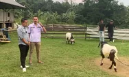 Dengarkan Keluh Kesah Peternak Domba Kota Bogor, Ini Harapan Sendi Fardiansyah 