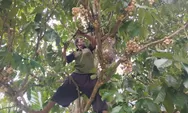 Tantangan Panen Duku Komering: Kendala yang Menghalangi Kesenangan