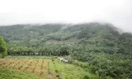 Menjelajahi Keindahan Bukit Cogong: Surga Tersembunyi di Tengah Hutan Lindung Sukakarya, Sumatera Selatan