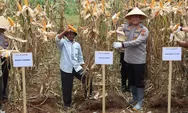 Panen raya jagung Polres Subang jadi bukti peran aktif Polri dorong swasembada pangan nasional