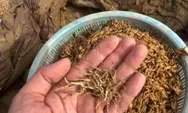 Meski terendam lumpur dan berbau, warga Aceh Tamiang pilah gabah pascabanjir untuk bertahan hidup