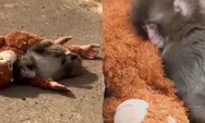 Peluk boneka orang utan pengganti induknya, kisah bayi monyet punch di Jepang bikin haru