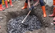 MUI kritik cara pemusnahan ikan sapu-sapu di Jakarta, Pramono janji evaluasi metode