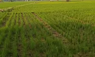 Sawah mengering di Subang, ratusan hektare padi terancam gagal panen