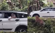 Padahal ada larangan, viral pengunjung Taman Safari Indonesia santai buka kaca mobil untuk merekam harimau