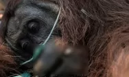 Pelarian sunyi orang utan ‘sempurna’ dari amukan karhutla di Kalbar: Terbaring dalam parit, berakhir duka