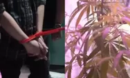 Viral rumah ASN di Cileunyi Bandung digerebek, polisi temukan puluhan tanaman pohon ganja