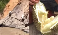 Demi Jual Durian ke Takengon Aceh Tengah, Warga Kecamatan Linge Rela Jalan Kaki Lewati Sungai dan Tebing Sejauh 2 Km 