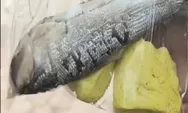 Permintaan Maaf SPPG Argosari Sedayu Soal Menu MBG Ikan Bandeng dan Tahu yang Sempat Dikeluhkan