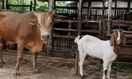 Kurban dan Jalan Sunyi Keikhlasan hingga Pelosok Negeri