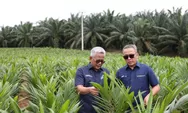 Dukung Swasembada Beras, Holding Perkebunan Nusantara Siap  Implementasikan Intercropping Padi Gogo di Lahan Peremajaan  Sawit Rakyat
