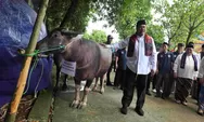 Wagub Rano Hadiri Tradisi Andilan Potong Kebo di Ragunan