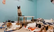4 Pet Cafe di Bandung yang Ramah Tuk Anabul Tersayang, Bernuansa Kalem ala Jepang hingga Adem Pedesaan
