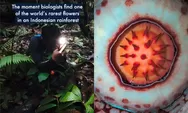 Serba-serbi Raflesia Hasseltii usai Viral Ditemukan dalam Hutan Belantara Sumatera Barat: Hanya 1 dari 14 Spesies di Indonesia