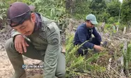 Curhat Petugas TN Tesso Nilo saat Temukan Ranjau Paku di Kawasan Hutan: Bikin Celaka, Cederai Perjuangan