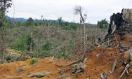 Hutan sebagai Korban Gaya Hidup Materialistis
