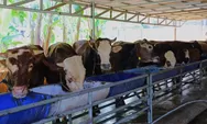 Tangsel Matangkan Persiapan Iduladha 1447 H, Benyamin Pastikan Kurban Aman dan Lingkungan Tetap Bersih