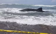 Hiu Paus Terdampar di Pantai Parangkusumo Bantul, Upaya Kembali ke Laut Gagal
