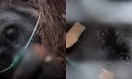 Viral! Sampurna Si Orang Utan Ketapang Teteskan Air Mata, Lemas Tercekik Asap Karhutla