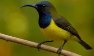Mengenal Burung Madu Sriganti, Sang Penyerbuk Alami dan Miliki Suara Melengking
