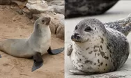 Mengenal Perbedaan Hewan Anjing Laut dan Singa Laut, Mamalia Penguasa Pantai