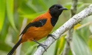 Mengenal Hooded Pitohui Asal Papua, Burung Paling Beracun di Dunia