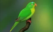 Mengenal Perkici Buru,Burung Paruh Bengkok Mini yang Terancam Punah