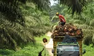 Melihat Peta Kekuatan Produsen Kelapa Sawit Dunia, Indonesia Peringkat Berapa?