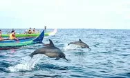 Serunya Bermain Bersama Lumba-Lumba di Teluk Kiluan Lampung, Cek Waktu Terbaiknya!