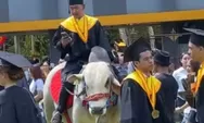 Nyentrik! Mahasiswa UMBY Tunggangi Sapi Jantan Saat Menuju Acara Wisuda Kelulusan