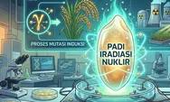 Apa Itu Padi Iradiasi Nuklir, Diklaim Mampu Wujudkan Swasembada Pangan Nasional